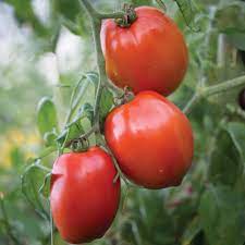 Big Mama F Tomato Solanum lycopersicum for planting in urban garden